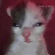 roo_tarded